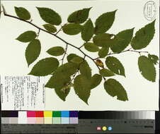 Image of American hornbeam