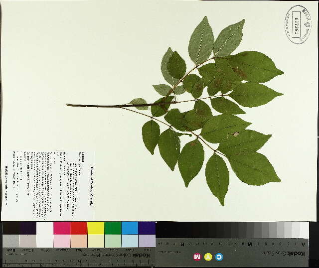Plancia ëd Fraxinus nigra Marshall