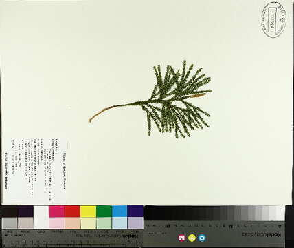 Image de Dendrolycopodium obscurum (L.) A. Haines