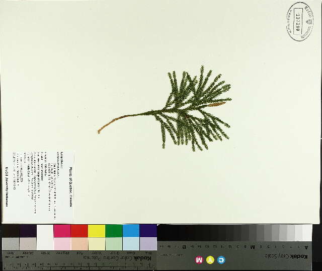 Imagem de Dendrolycopodium obscurum (L.) A. Haines