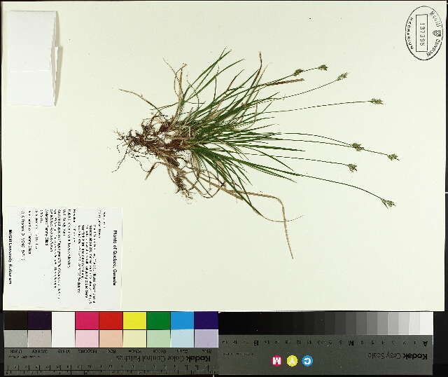 Image of Peck's sedge