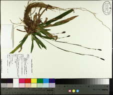 Image of plantainleaf sedge