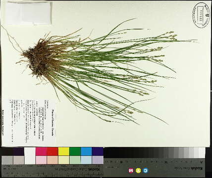 Image of Gray Bog Sedge