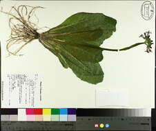 Image of Primula bulleyana subsp. beesiana (Forrest) A. J. Richards