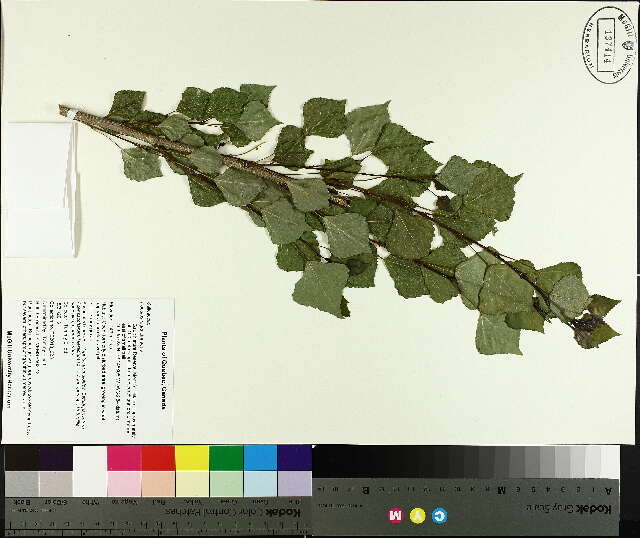 Image of Black Poplar