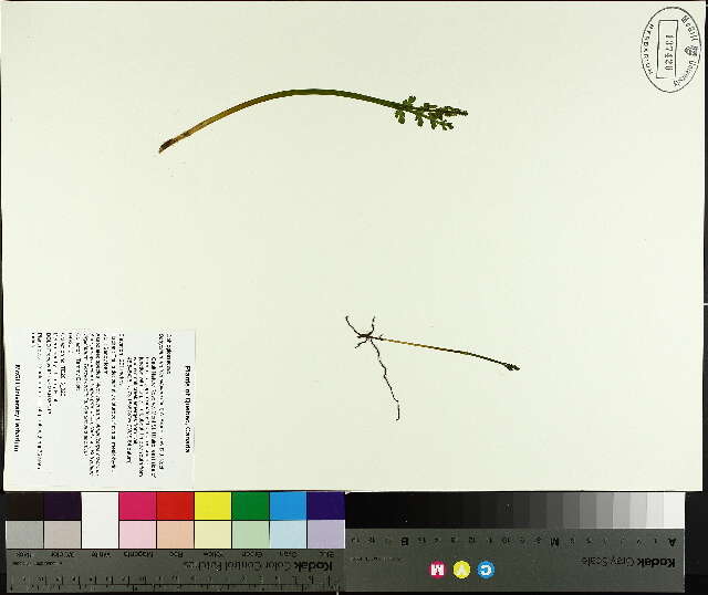 Image of branched moonwort