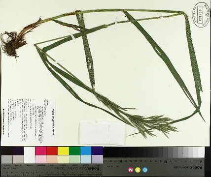 Image of smooth brome