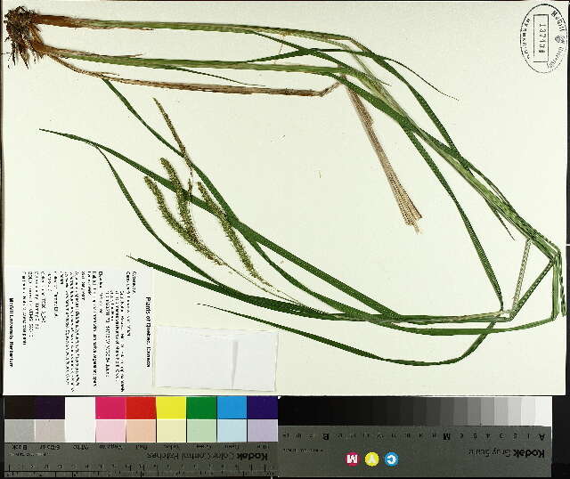 Image of fringed sedge