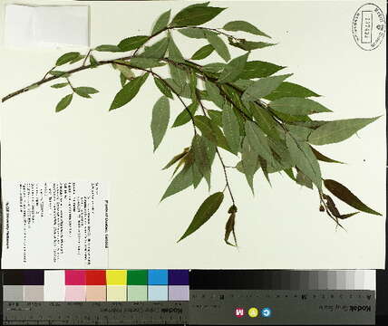 Image of European Violet-Willow