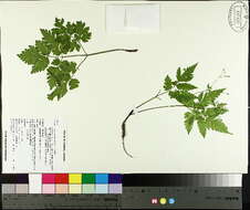 Osmorhiza claytonii (Michx.) Macl. resmi