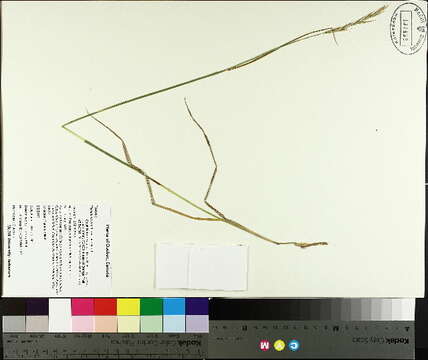 Imagem de Elymus repens (L.) Gould