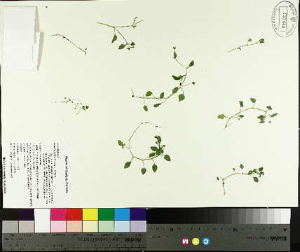 Image de <i>Stellaria pallida</i>