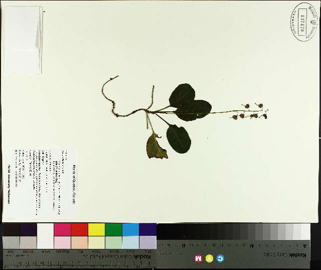 Image of waxflower shinleaf