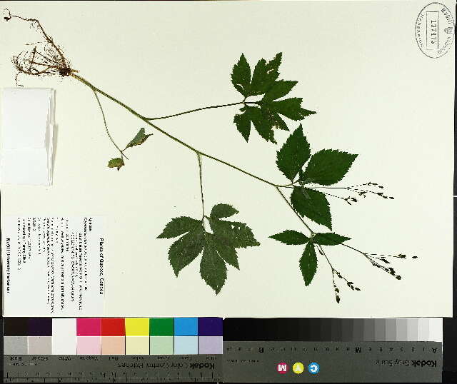 Cryptotaenia (rights holder: McGill University Herbarium. MTMG. Year: 2014.)