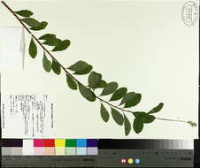 Image de Spiraea alba var. latifolia (Aiton) H. E. Ahles