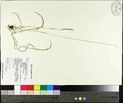 Imagem de Sphenopholis obtusata (Michx.) Scribn.