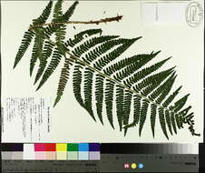 Image of male fern