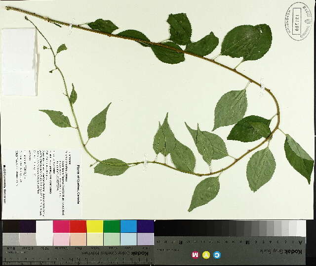 Celastrus (rights holder: McGill University Herbarium. MTMG. Year: 2014.)
