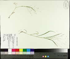 Imagem de Panicum capillare subsp. capillare