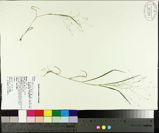 Image of Panicum capillare subsp. capillare