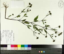 صورة Bidens frondosa L.