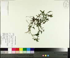 صورة Bidens connata Muhlenb. ex Willd.