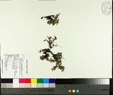 Image of bearberry willow