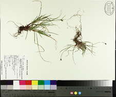 Image of northern sedge