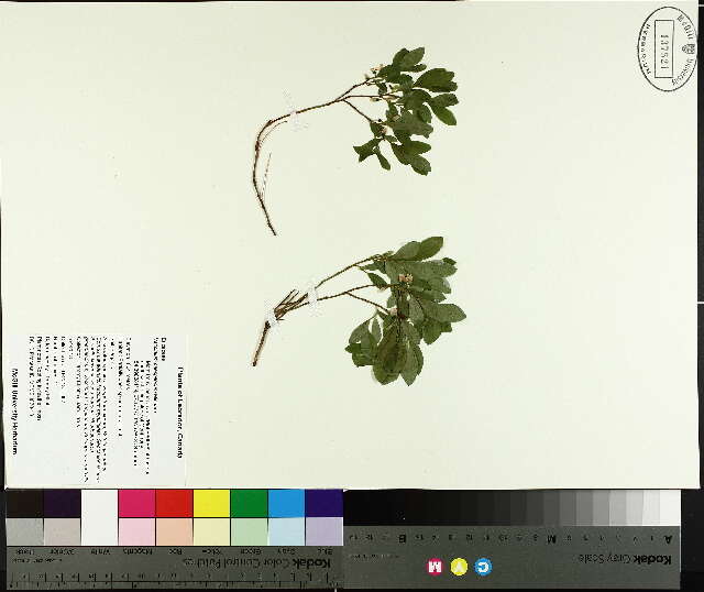 Image de <i>Vaccinium caespitosum</i>