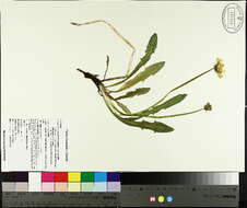 Слика од Taraxacum ceratophorum (Ledeb.) DC.