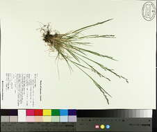 Image of northern bentgrass