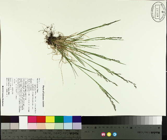 Image of northern bentgrass