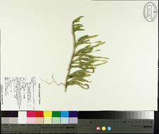 Image of one-cone clubmoss