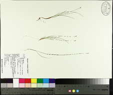 Image of Bristly-stalked sedge