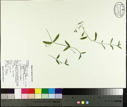 Image of boreal starwort