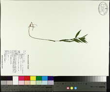 Image of low rough aster