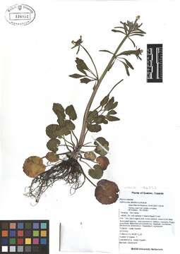 Image of littleleaf buttercup