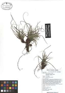 Image of parachute sedge