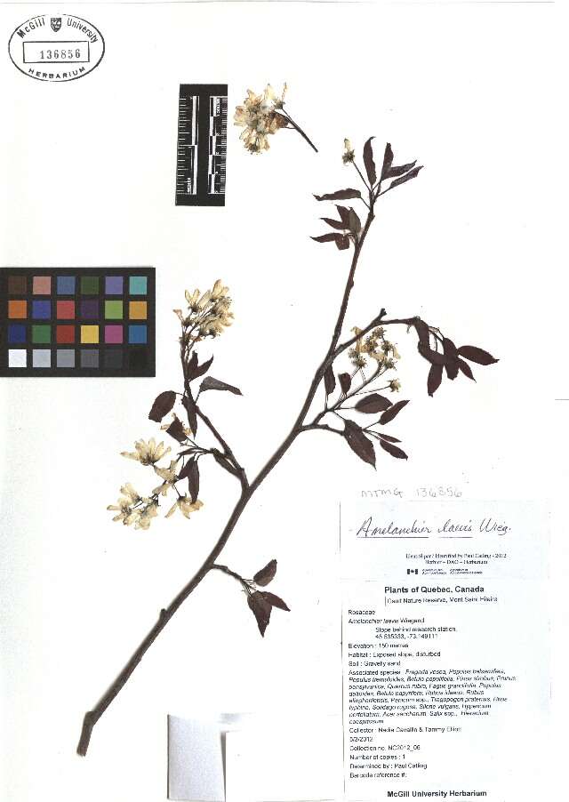 Image of Allegheny Serviceberry