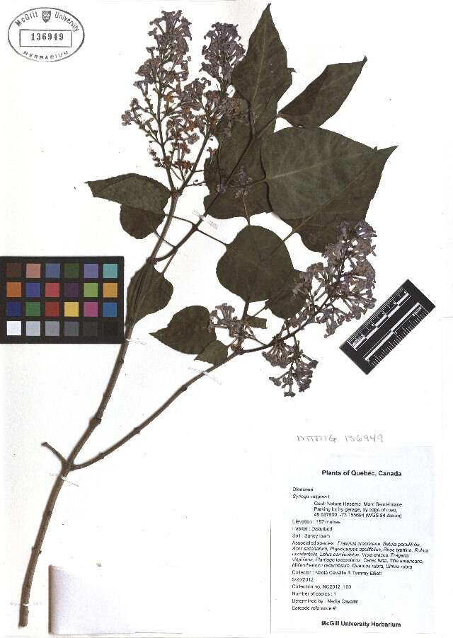 Plancia ëd Syringa vulgaris L.