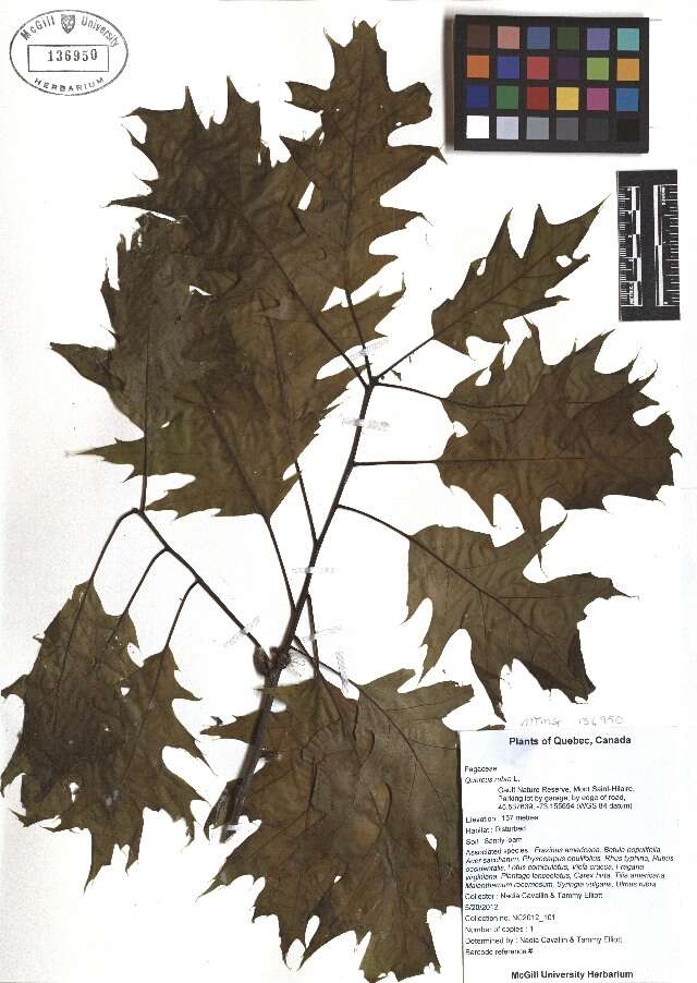 Image of Northern Red Oak