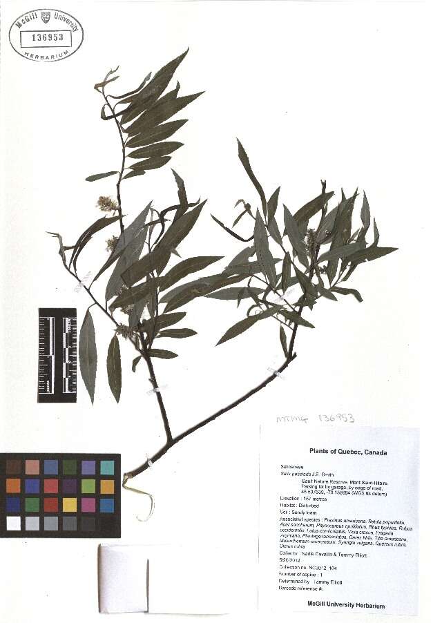 Image of meadow willow