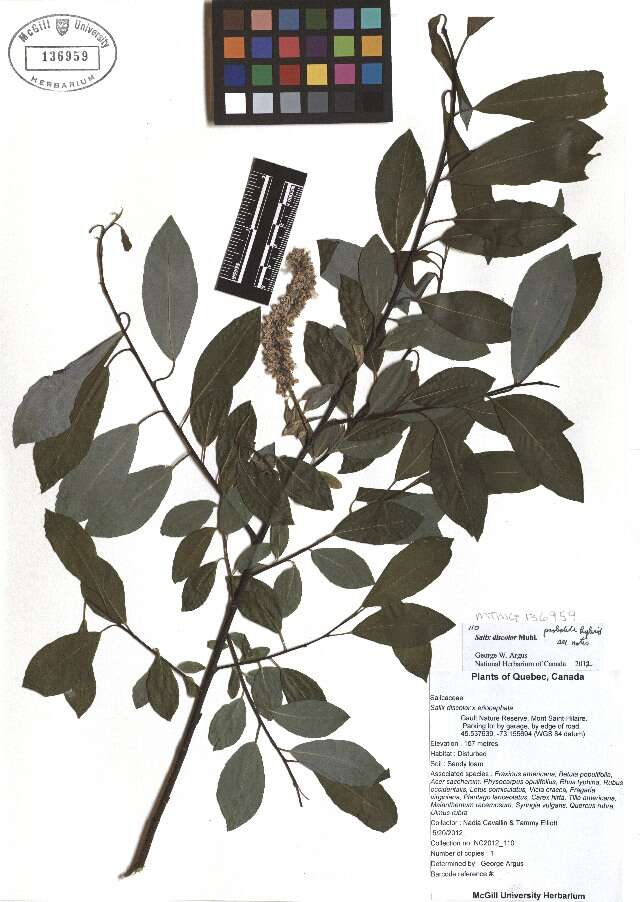 Image de <i>Salix</i> discolor × Salix <i>eriocephala</i>