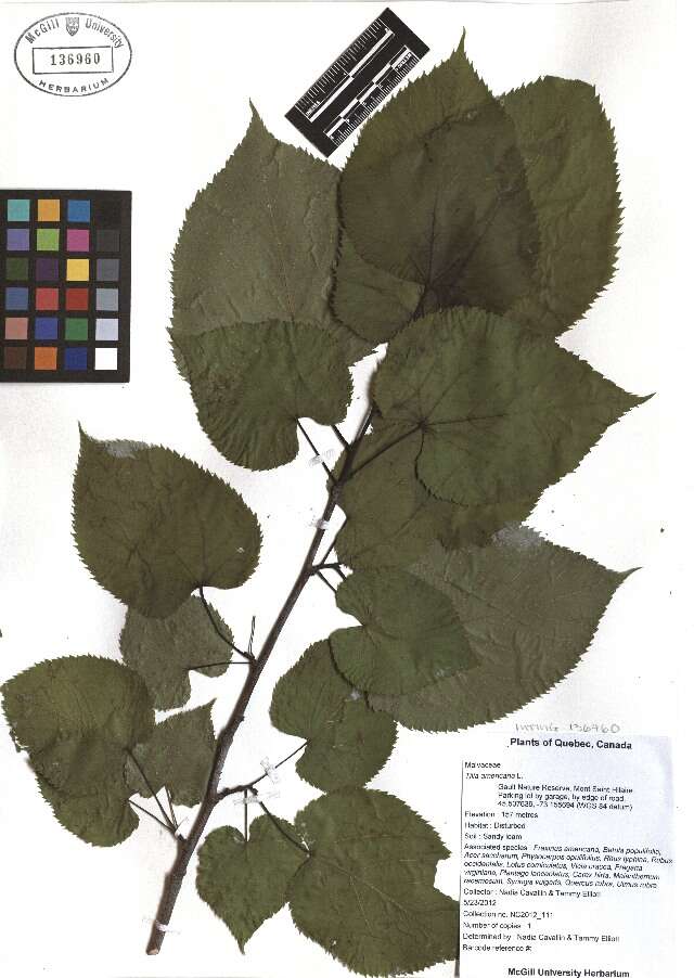 Image of American Basswood