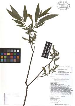 Image of Missouri River willow