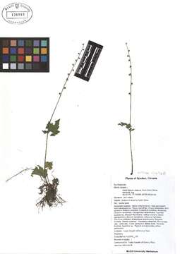 Image of twoleaf miterwort