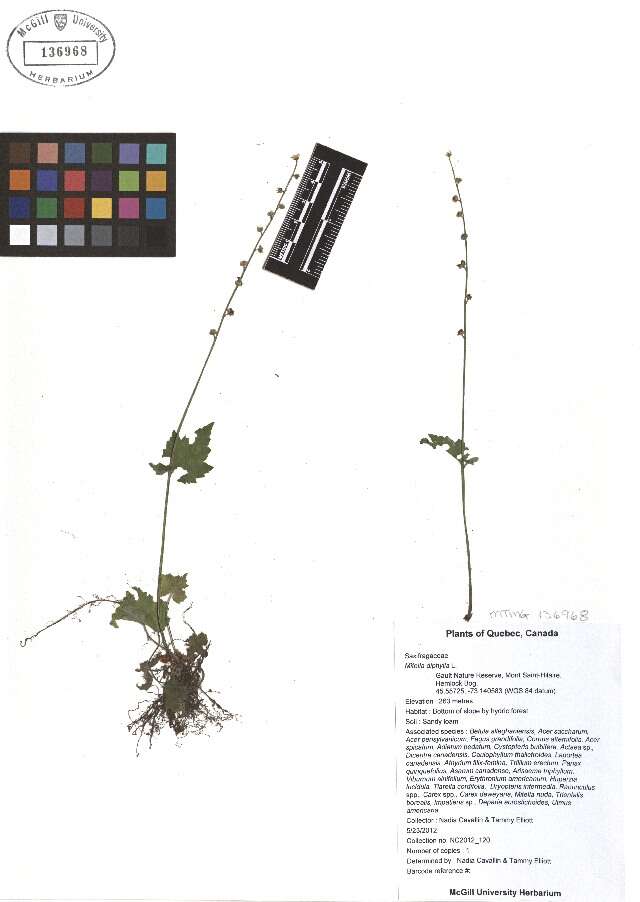 Mitella diphylla L. resmi