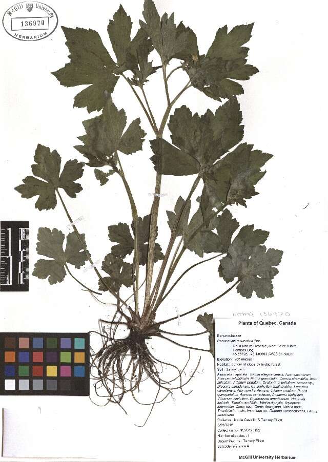 Image of blisterwort