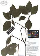 Image of alternateleaf dogwood