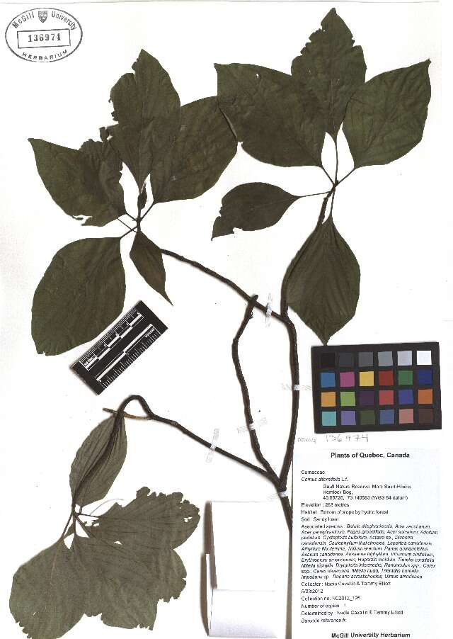 Слика од Cornus alternifolia L. fil.